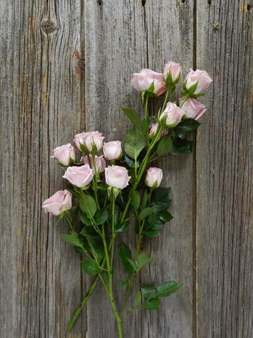 ODILIA  PINK SPRAY ROSE